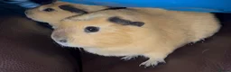 Guinea Pig rodents for sale: guinea pig sisters Honey & Maple in London - Advert 1