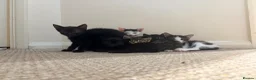 Domestic Shorthair cats for sale: 2 tabby and 3 black- ALL MALE KITTENS  - Advert 8