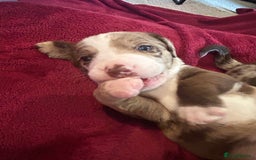 Mixed Breed dogs for sale: Dachshund puppies  - Image 7
