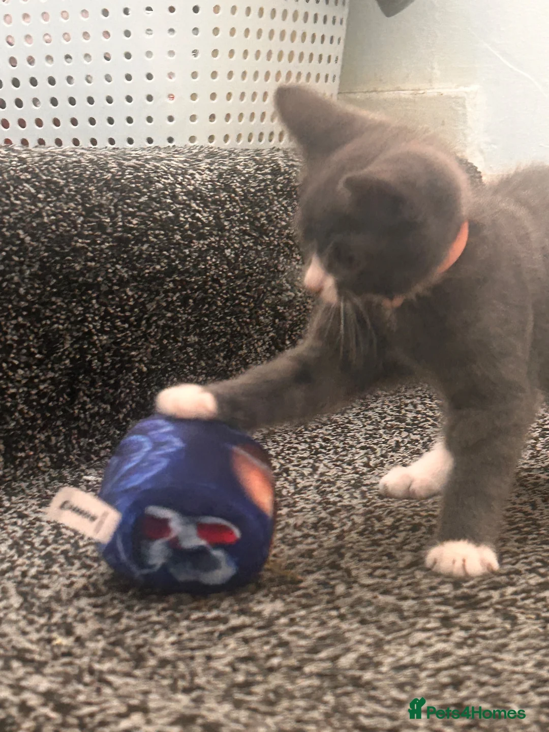 Mixed Breed cats for sale: Grey 8weeks old kitten  in London - Advert 2