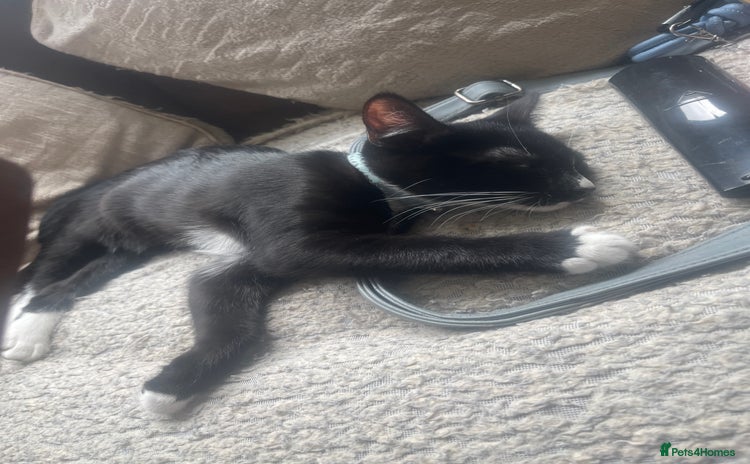 Domestic Shorthair cats - Advert 3