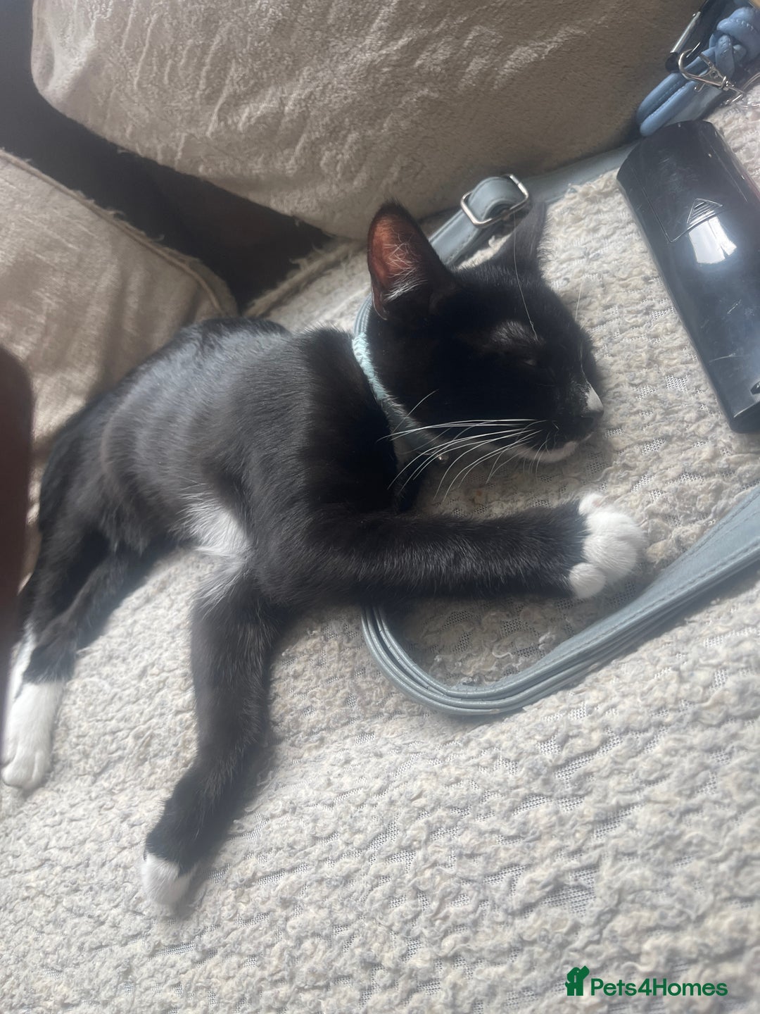 Domestic Shorthair cats for sale: For sale male kitten  - Image 1