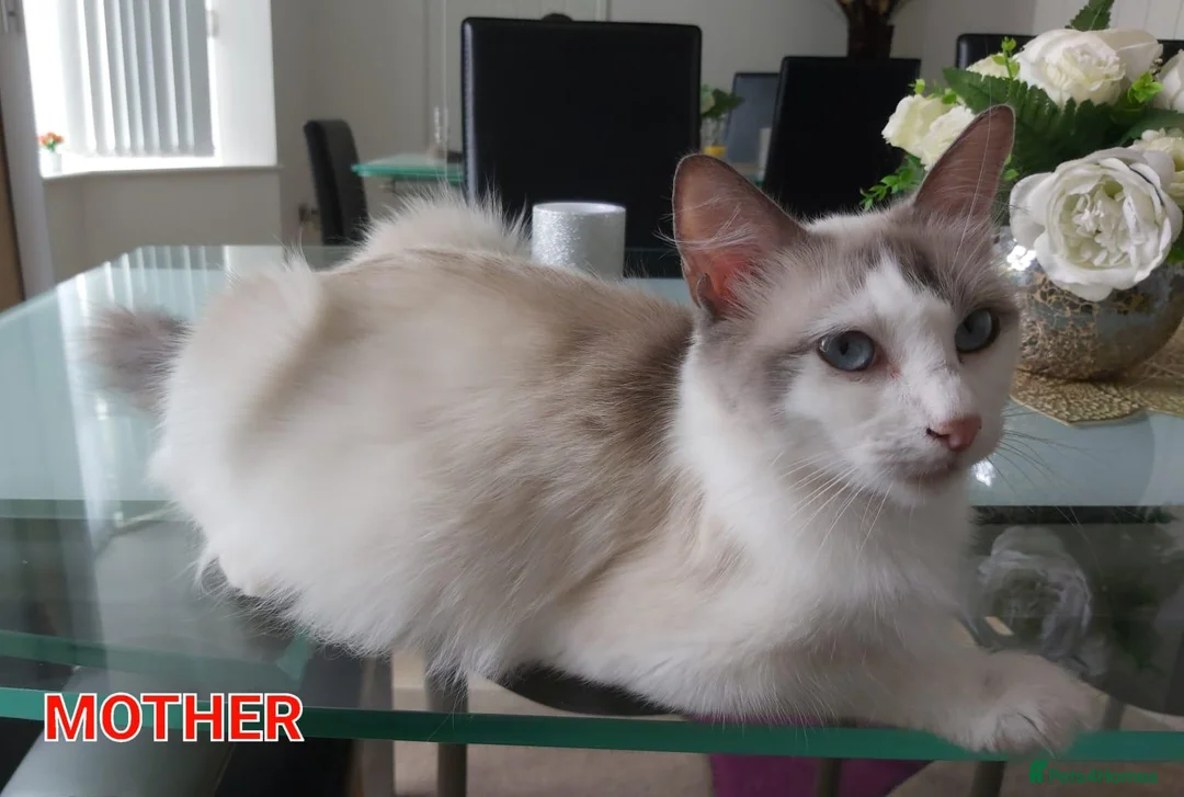 Ragdoll cats for sale: RAGDOLLS BICOLOUR GIRL BOY BLUE EYES  - Advert 2