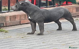 Staffordshire Bull Terrier dogs for sale: Staffordshire bull terrier female  - Image 6