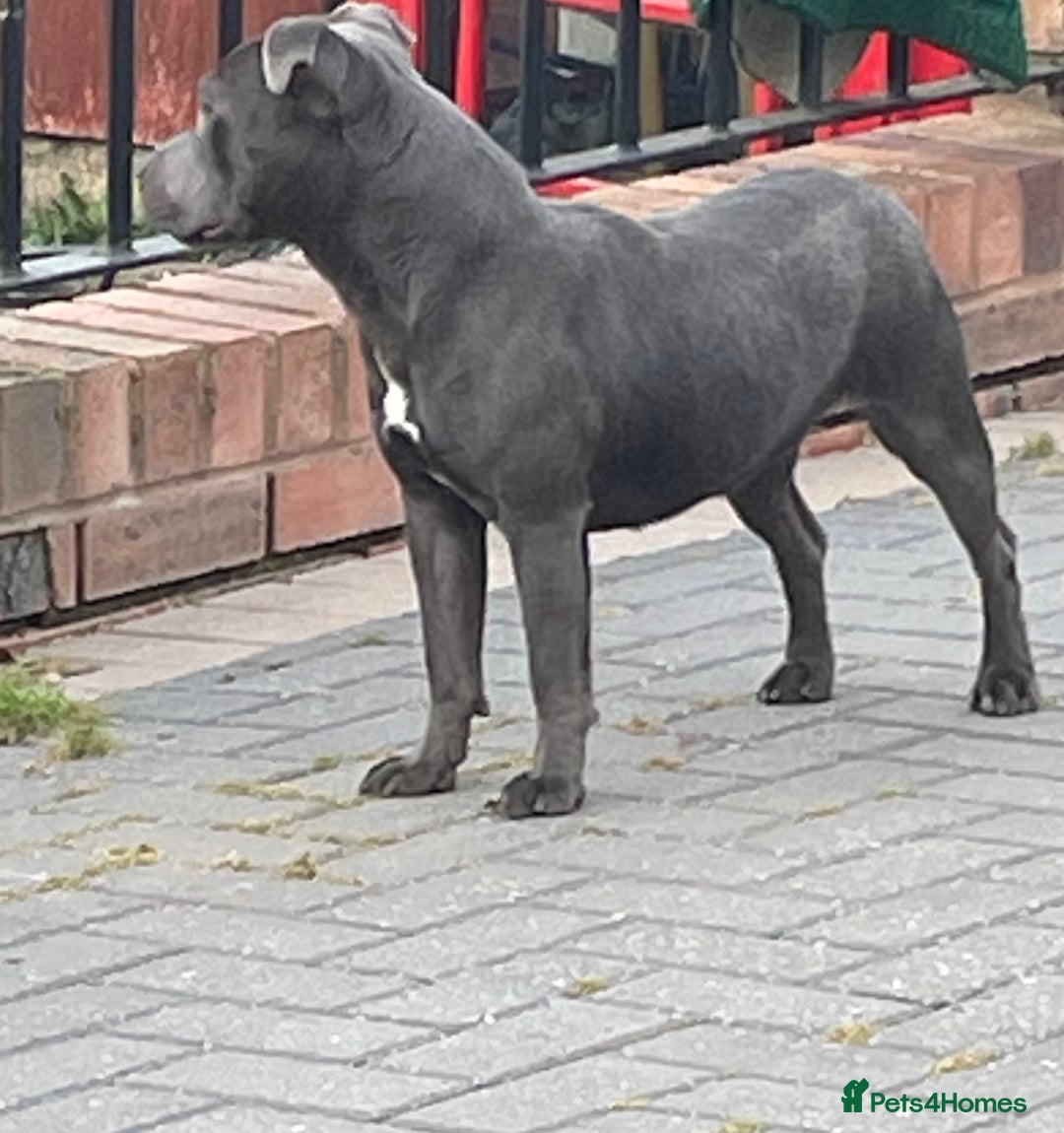 Staffordshire Bull Terrier dogs for sale: Staffordshire bull terrier female  - Image 6
