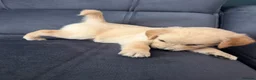 Golden Retriever dogs for sale: Golden Retriever puppies  in Derby - Advert 19