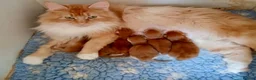 Maine Coon cats for sale: Beautiful Red Maine coone babies  - Advert 21