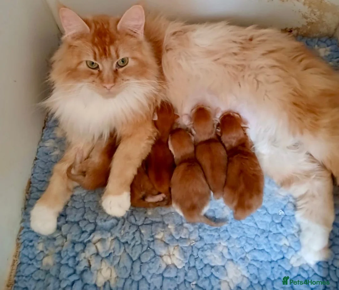 Maine Coon cats for sale: Beautiful Red Maine coone babies  - Advert 21