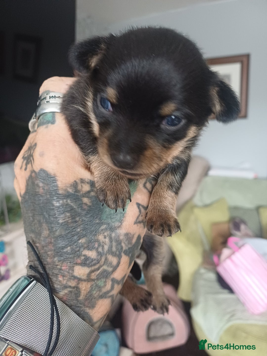 Chiweenie dogs for sale: Pups for sale  - Advert 7
