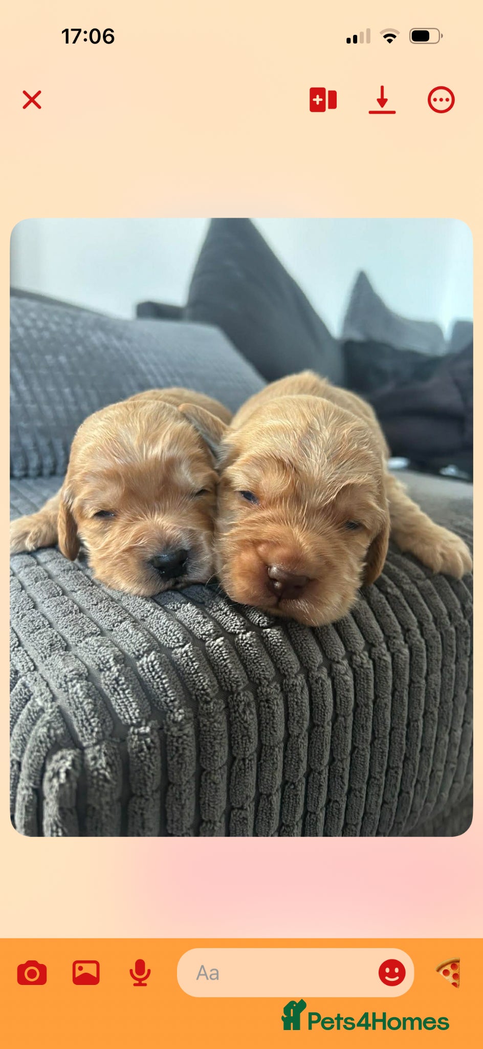 Cockapoo dogs F1b cockapoos - Advert 1