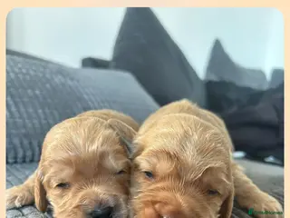 Cockapoo dogs F1b cockapoos - Advert 1