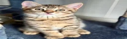 Bengal cats for sale: Beautiful kittens 🐈‍⬛  - Advert 8