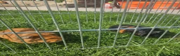 Guinea Pig rodents for sale: Lovely girls and boys for sale  - Advert 9