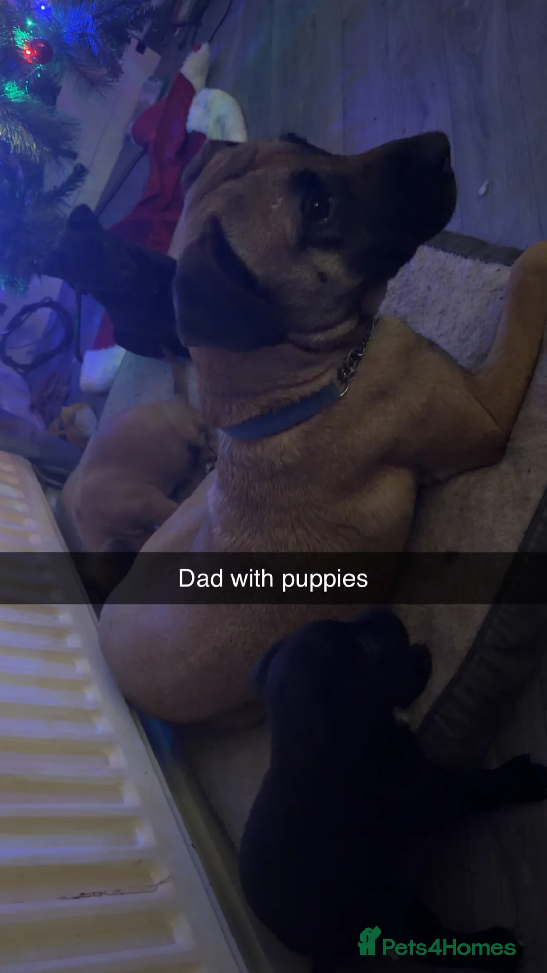 Belgian Shepherd Dog dogs for sale: MALI PUPPIES  - Advert 14