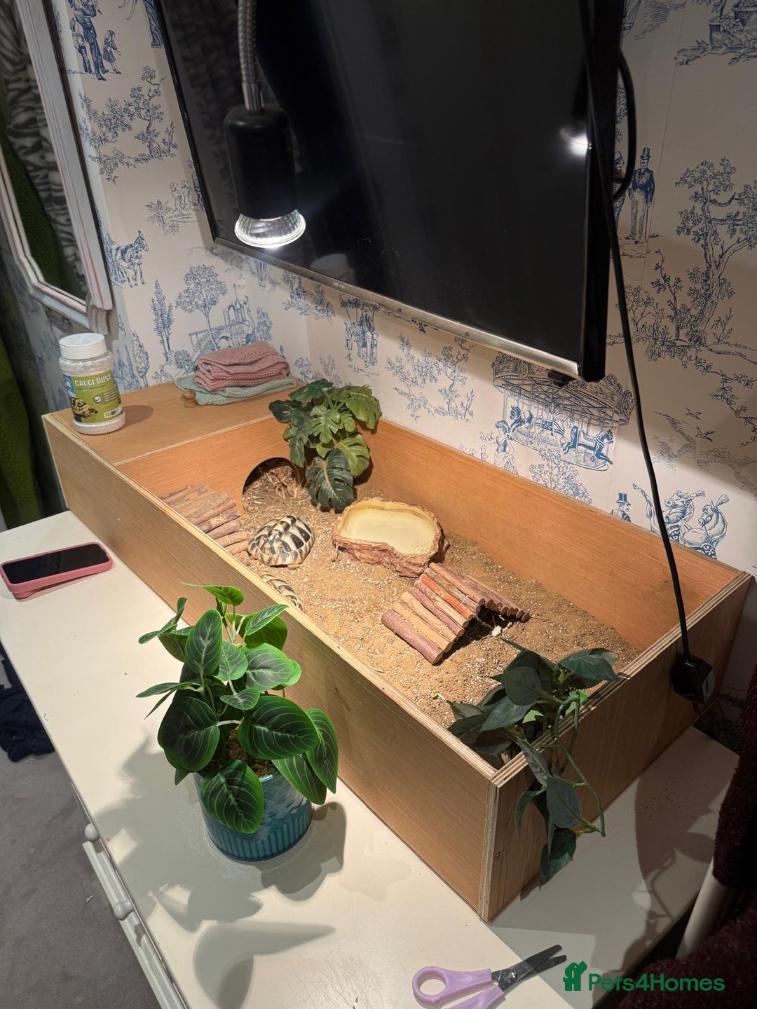 Hermann Tortoise reptiles for sale: 2 Herman Tortoises for sale  - Advert 11