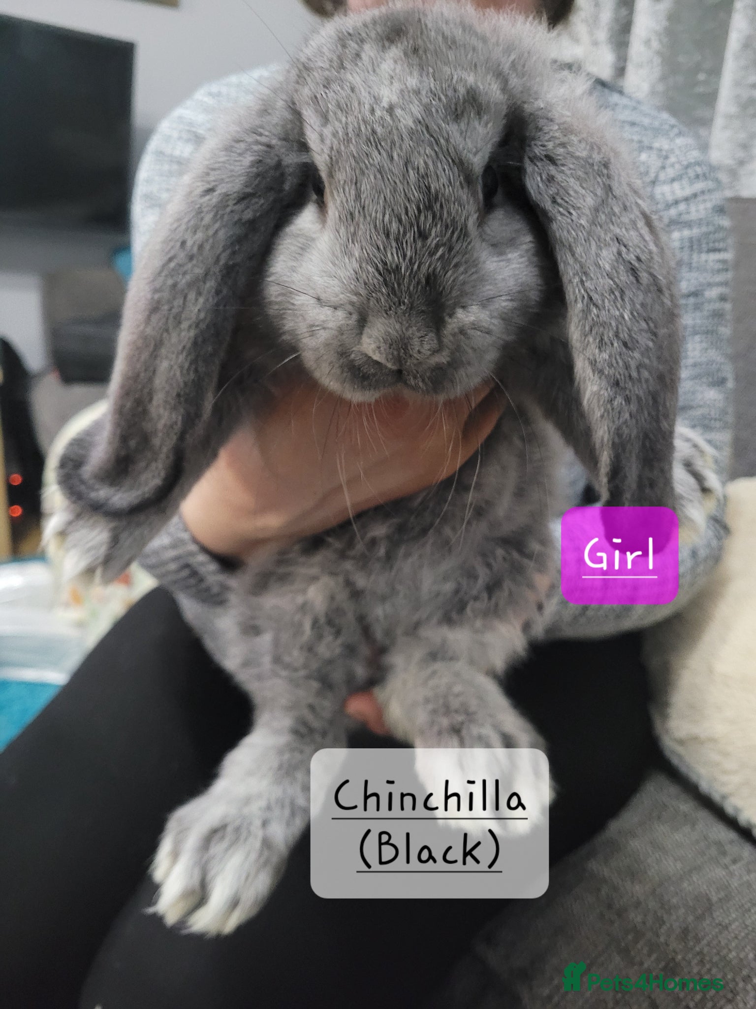 French Lop rabbits Pure Bred French Lop babies - Advert 1