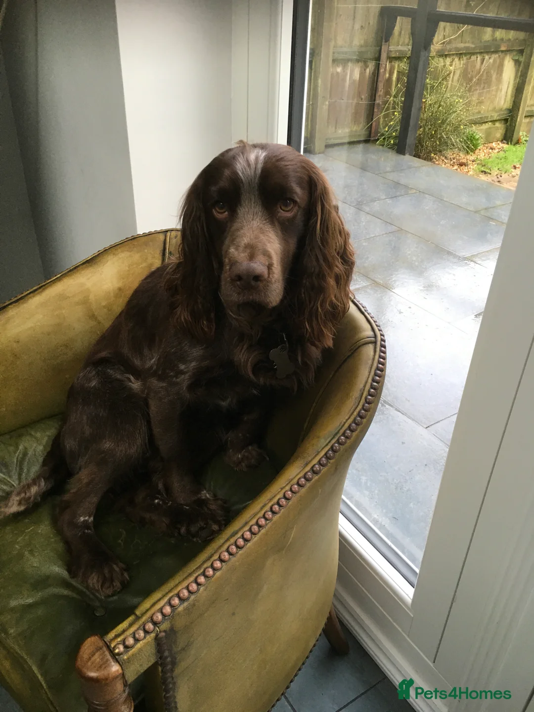 Cocker Spaniel dogs for sale: Beautiful cocker spaniels - Advert 2