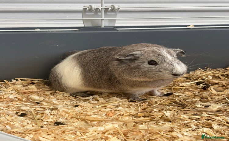Guinea Pig rodents - Advert 3
