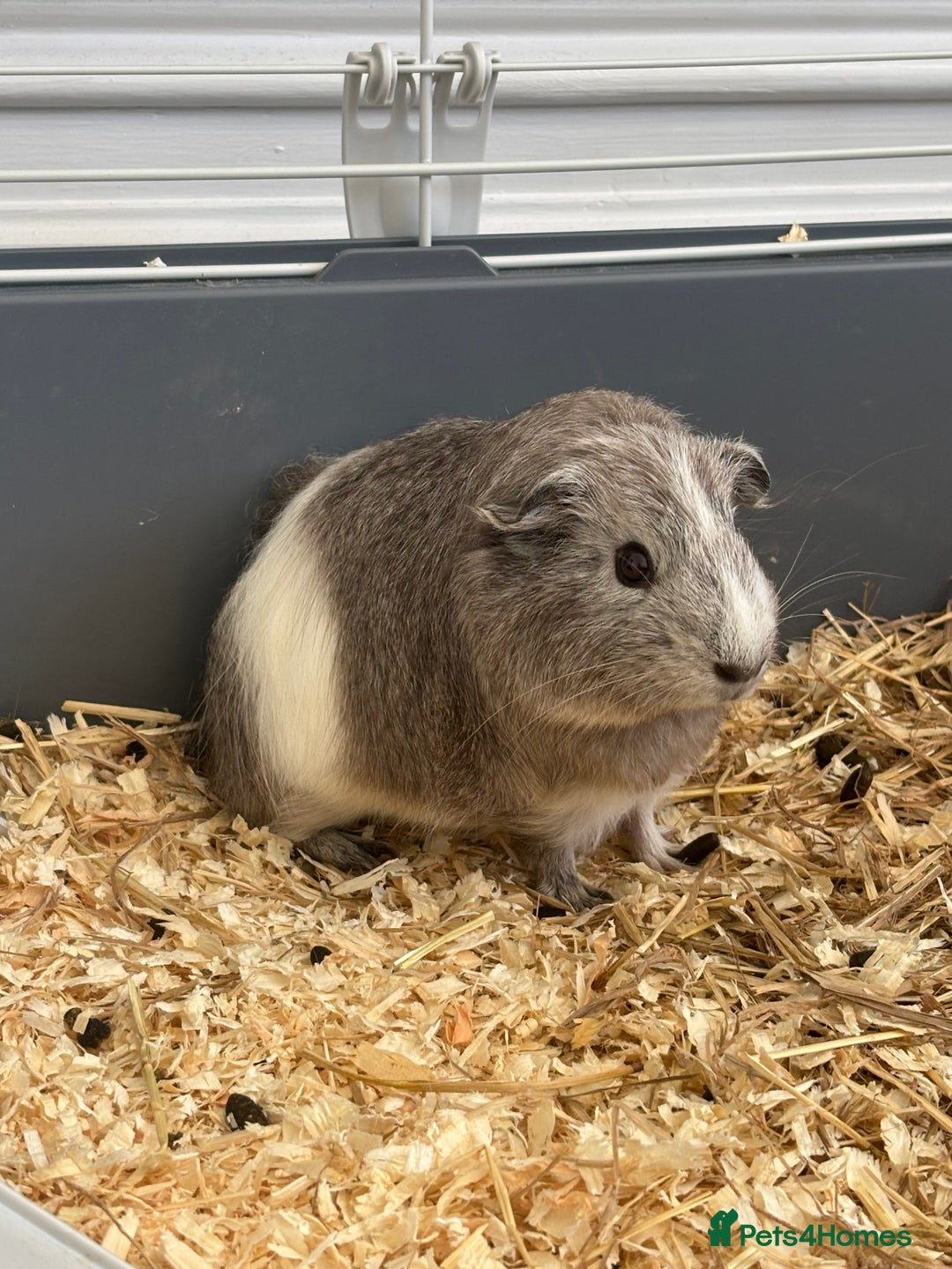 Guinea Pig rodents for sale: Bambi - Image 1