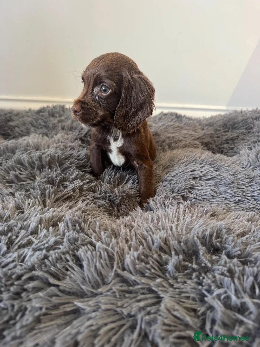 Sprocker dogs for sale: Gorgeous sprocker spaniel puppies  - Advert 1