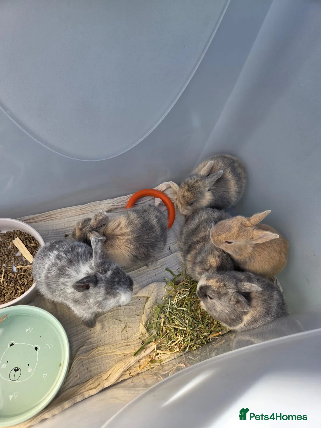 Mixed Breed rabbits for sale: Baby Bunnies  - Advert 2