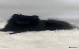 Pomeranian dogs for sale: Pomeranian puppies - Image 14