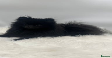 Pomeranian dogs - Advert 2