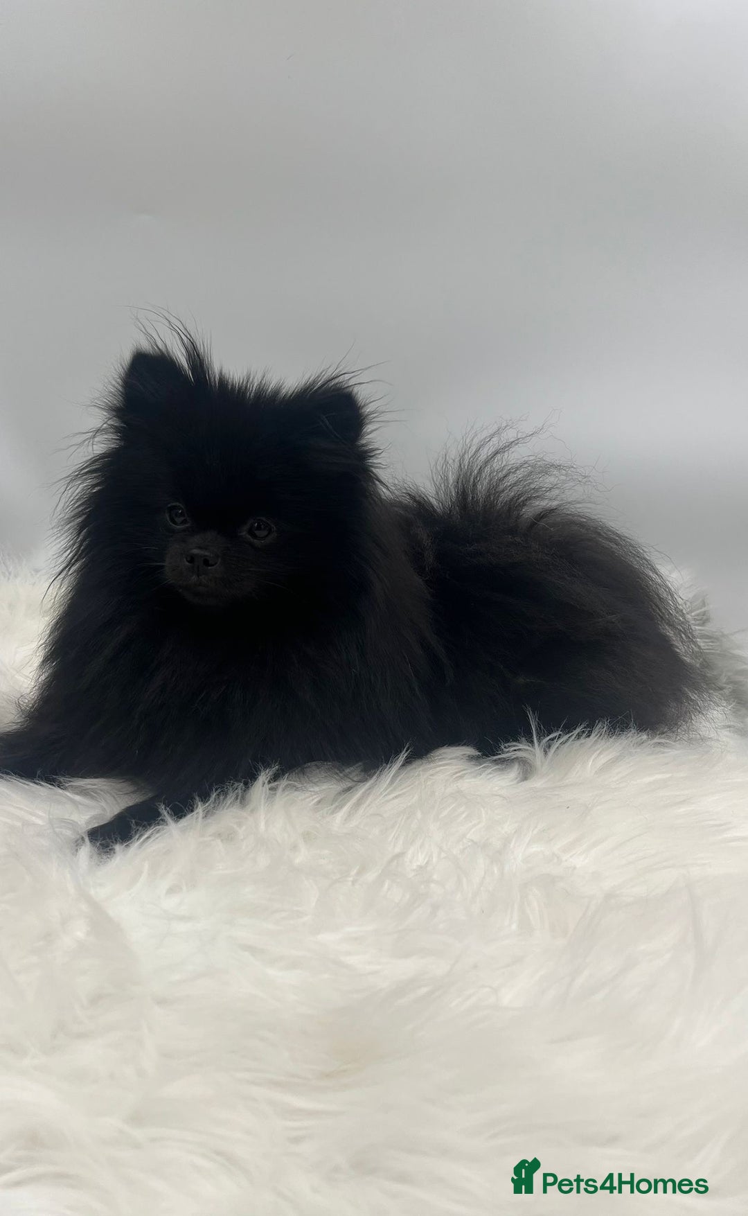 Pomeranian dogs for sale: Pomeranian puppies - Image 14