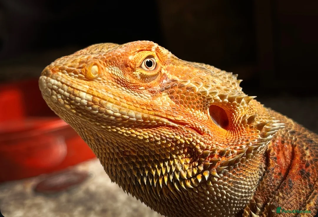 Bearded Dragon reptiles for sale: Female rescue named Athena  in Fleetwood - Advert 2