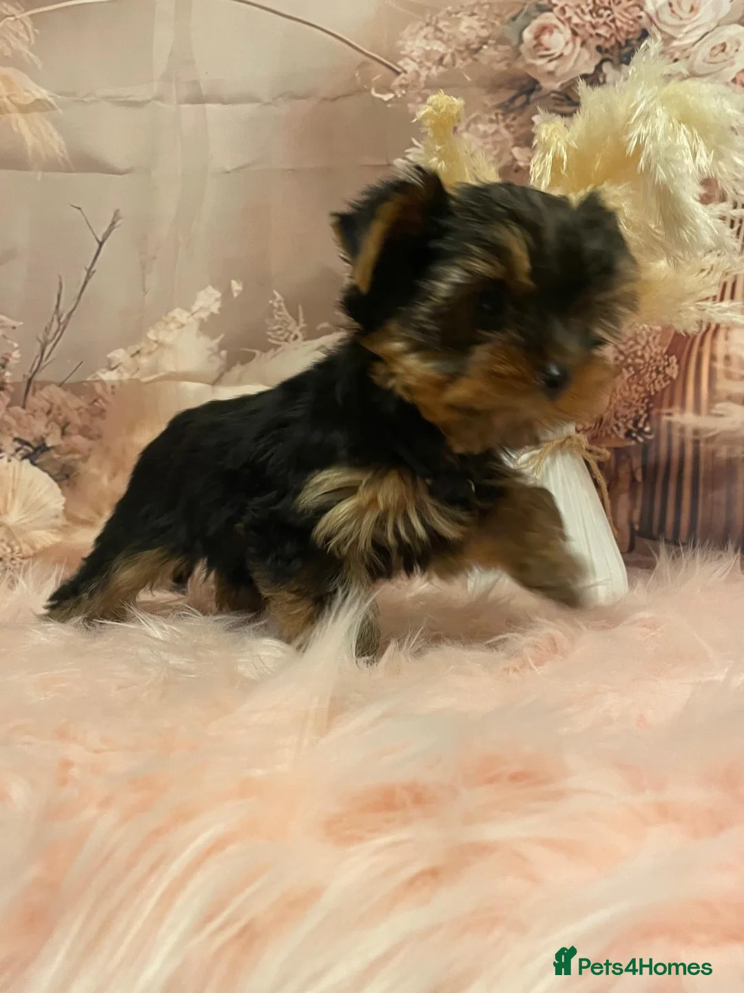 Yorkshire Terrier dogs for sale: Left one beautiful boy❤️ - Advert 19