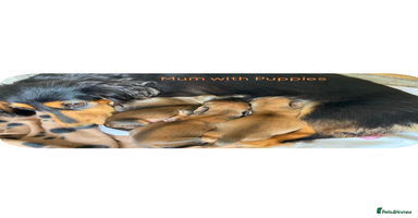Miniature Dachshund dogs - Advert 1