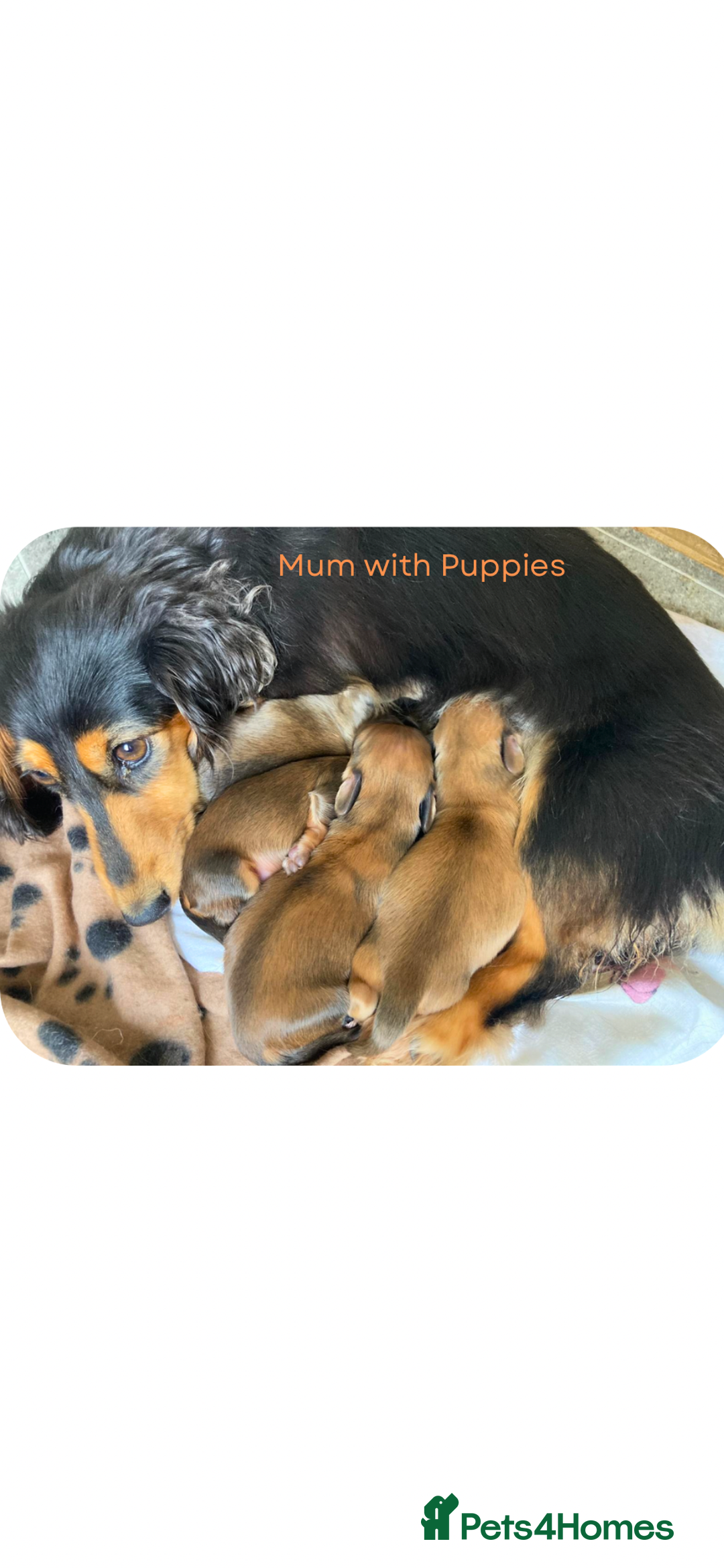 Miniature Dachshund dogs for sale: UPDATED PHOTOS - Long Haired Miniature Dachshunds  - Image 2