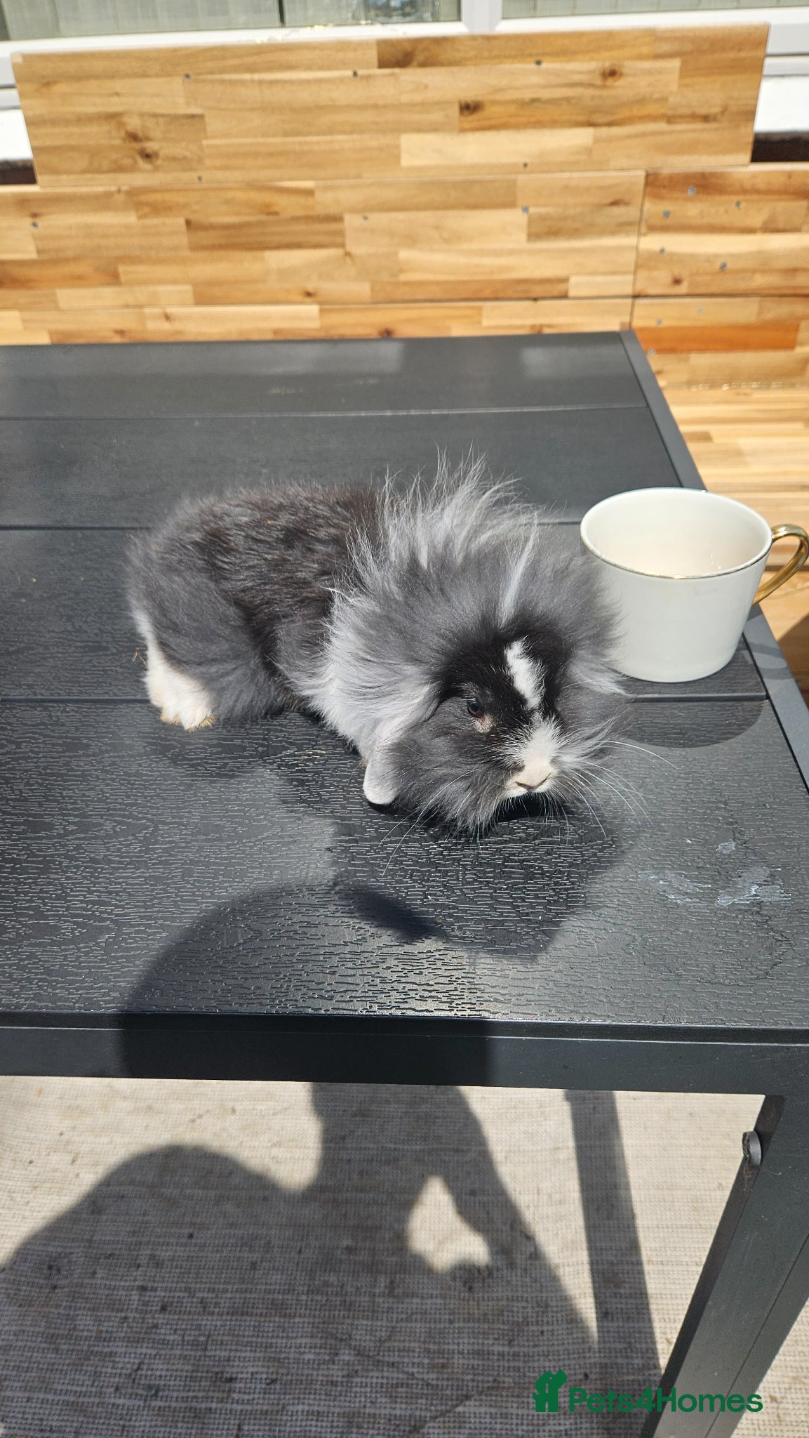 Mixed Breed rabbits ​LAST One !!! LION LOP  - Advert 16