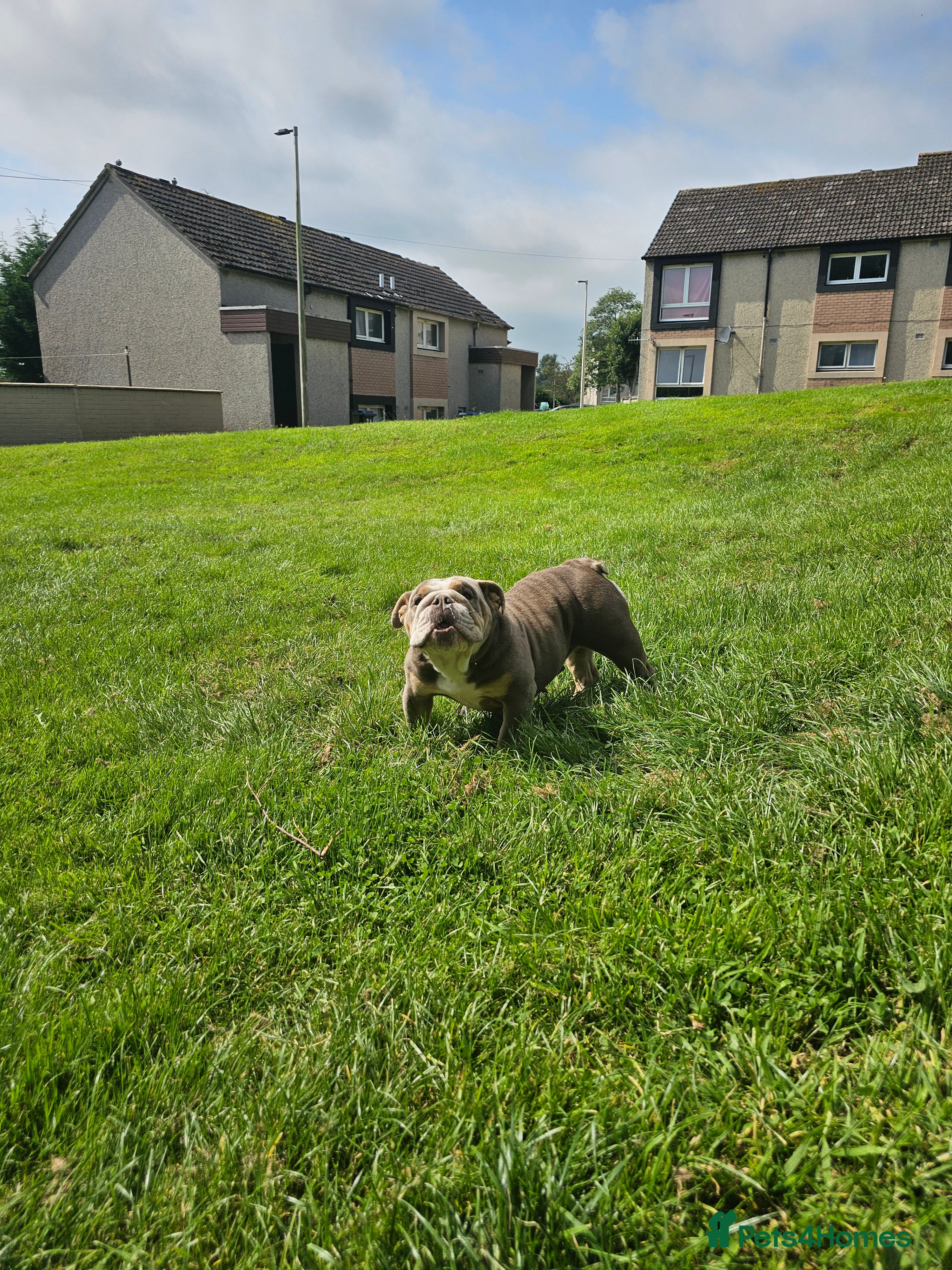 Mixed Breed dogs Micro exotic,s. - Advert 1