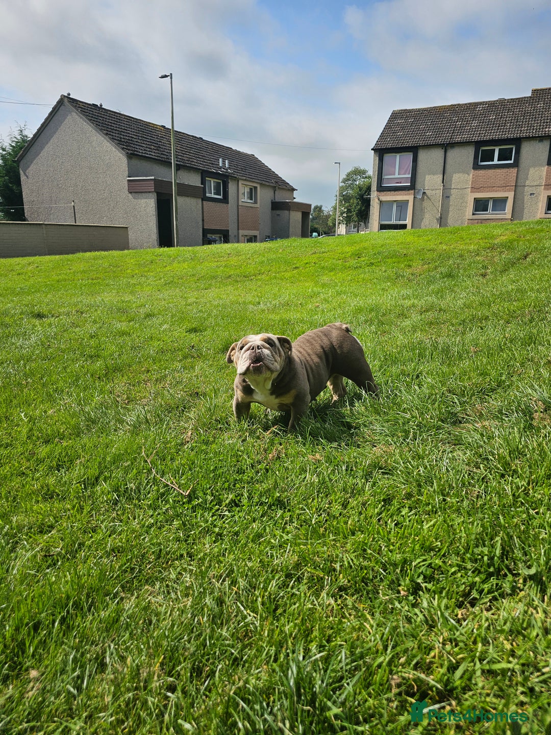 Mixed Breed dogs for sale: Micro exotic,s. - Advert 1