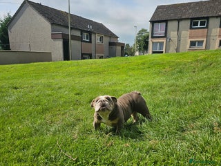 Mixed Breed dogs Micro exotic,s. - Advert 1