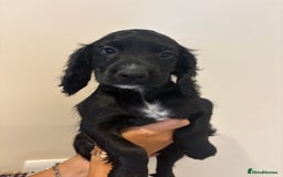 Cocker Spaniel dogs for sale: Perfect Pups -Ready now!  in Ely - Image 1