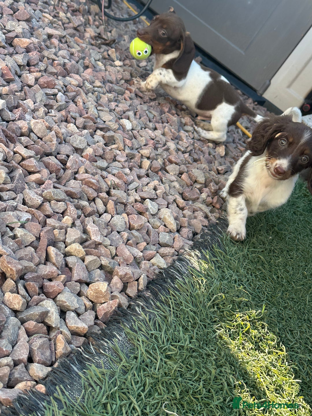 Dachshund dogs for sale: 2 dachshunds remaining  - Image 13