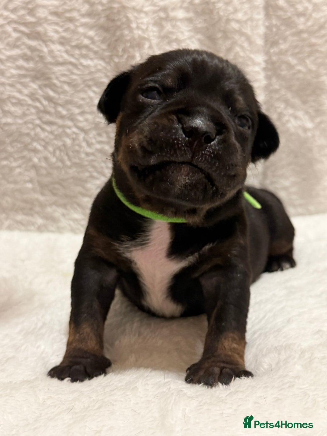 Mixed Breed dogs for sale: Beautiful Home- Reared Puppies!  - Advert 15