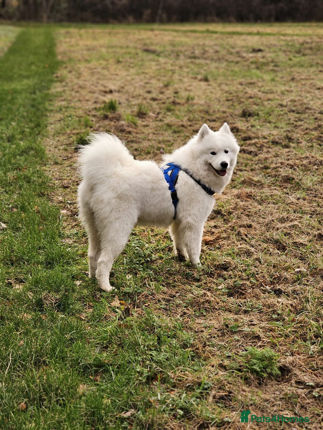Samoyed dogs for sale: Beautiful, cheerful Samoyeds.  - Advert 1