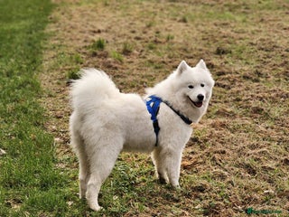 Samoyed dogs Beautiful, cheerful Samoyeds. - Advert 4
