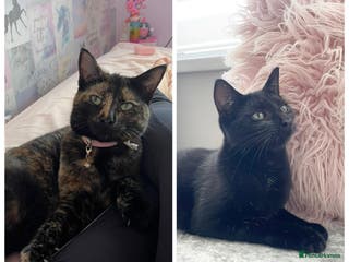 Mixed Breed cats Rehoming my girls - Luna & Nova - Advert 18