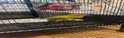 Mixed Breed birds for sale: Kakarikis - Advert 3