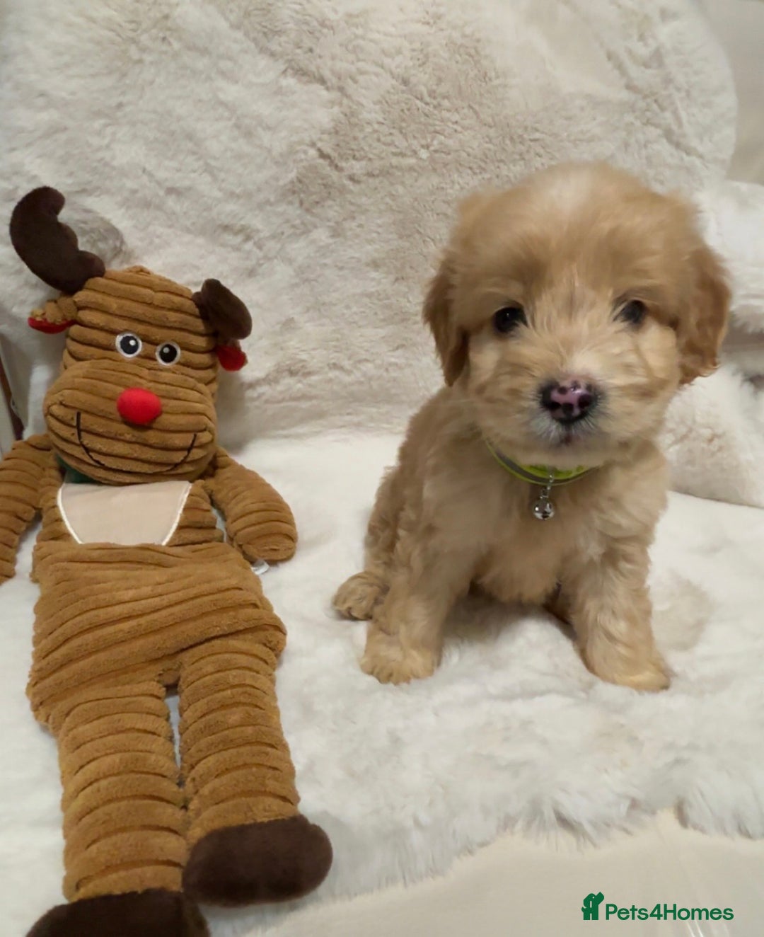 Cockapoo dogs for sale: Golden F1 cockpoo puppies  - Advert 14