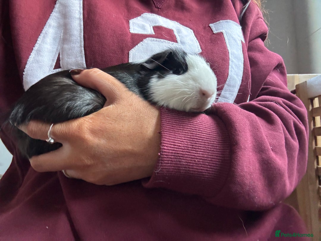 Guinea Pig rodents for sale: Peruvian and short haired sows for sale  - Image 6