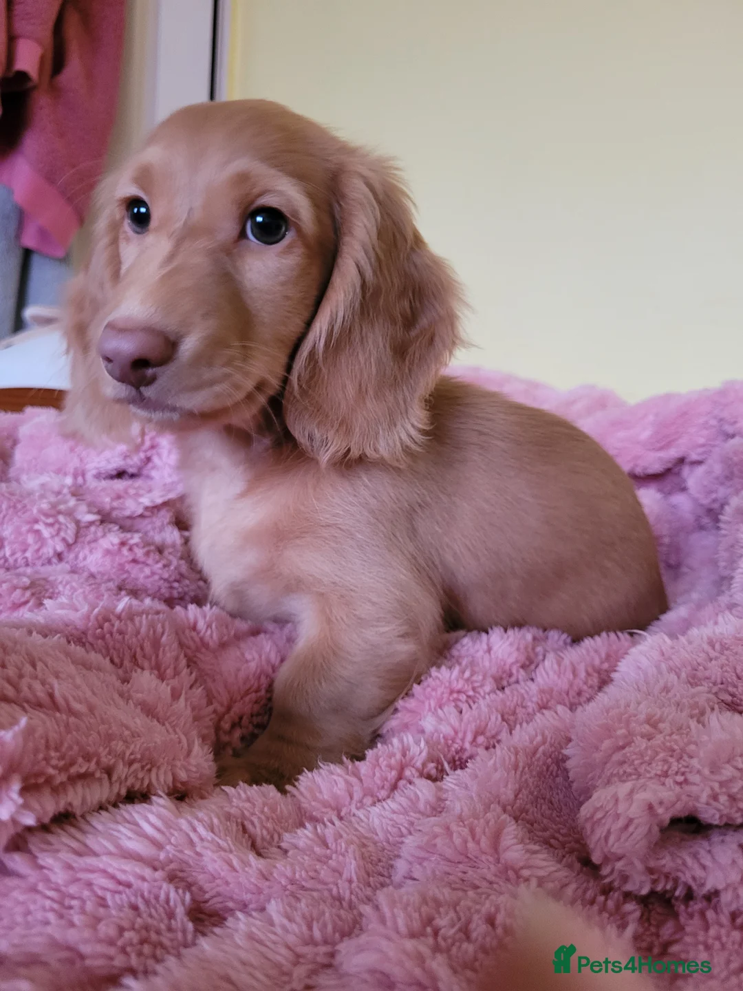 Dachshund dogs for sale: Long Haired KC Miniature Dachshund(LAST BOY) - Advert 10