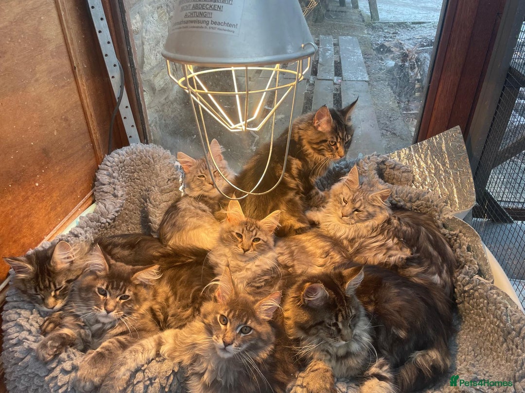 Maine Coon cats for sale: Stunning Maine Coon kittens - Advert 12