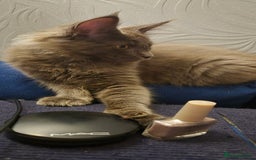 Maine Coon cats for sale: Maine Coon Glasgow AVAILABLE  - Image 31