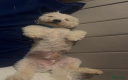 Bichon Frise dogs for sale: gorgeous bichon frise - Image 2