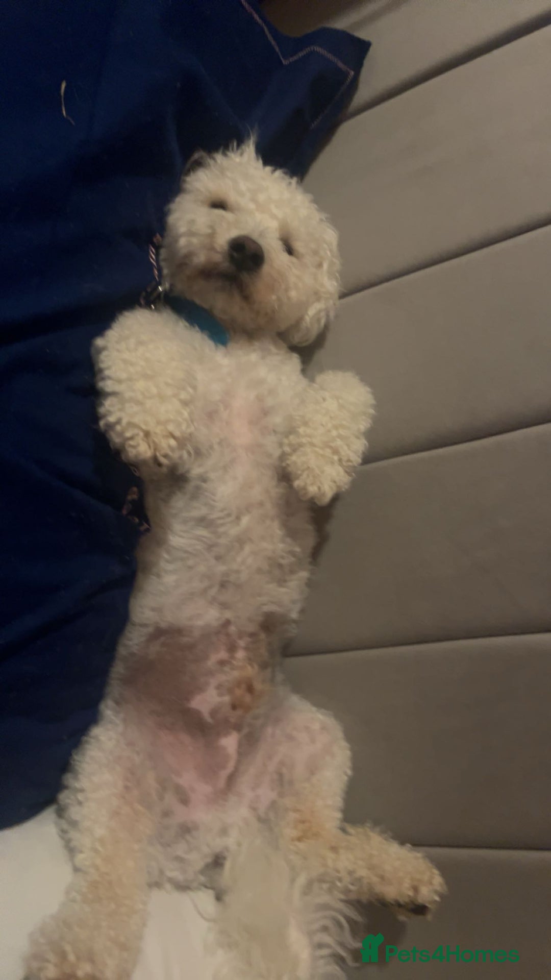 Bichon Frise dogs for sale: gorgeous bichon frise - Image 2